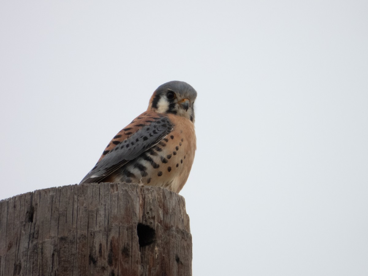 American Kestrel - ML646874709