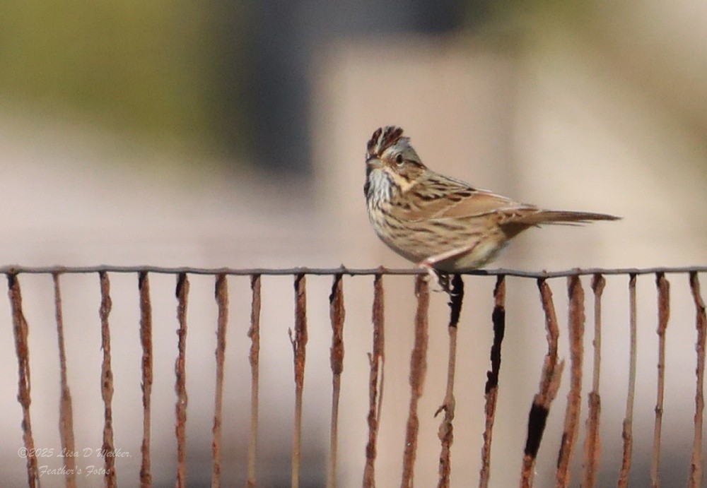 ヒメウタスズメ - ML646874710