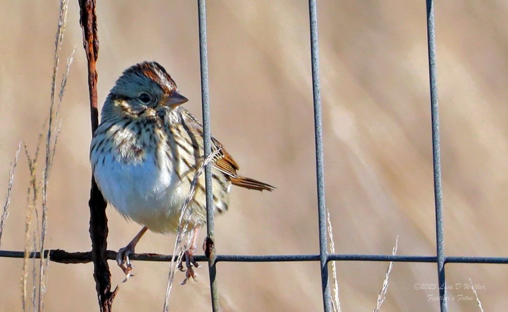ヒメウタスズメ - ML646874711