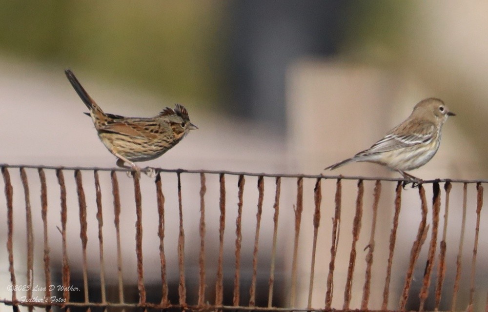 ヒメウタスズメ - ML646874712