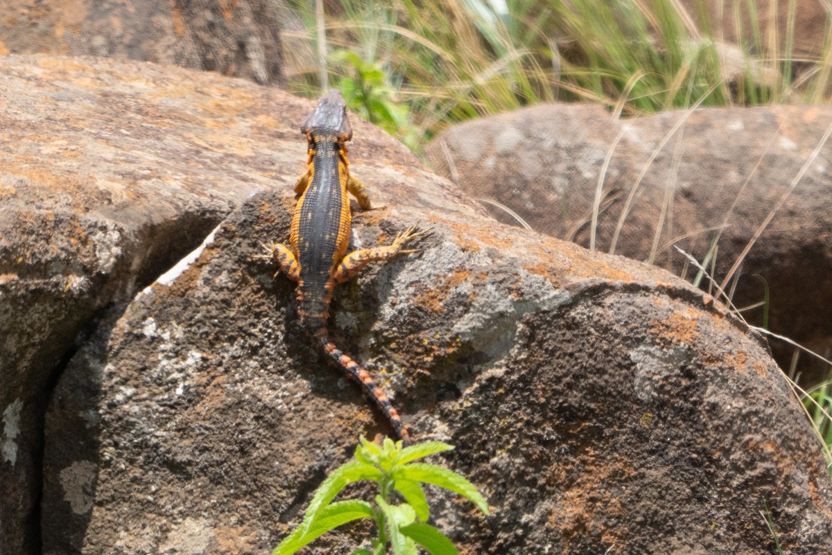 Animals - ML646874714