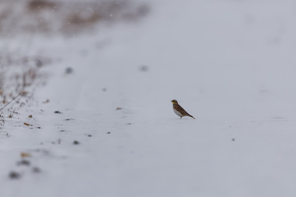 skřivan ouškatý - ML646874716