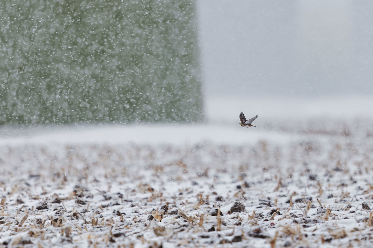 skřivan ouškatý - ML646874717