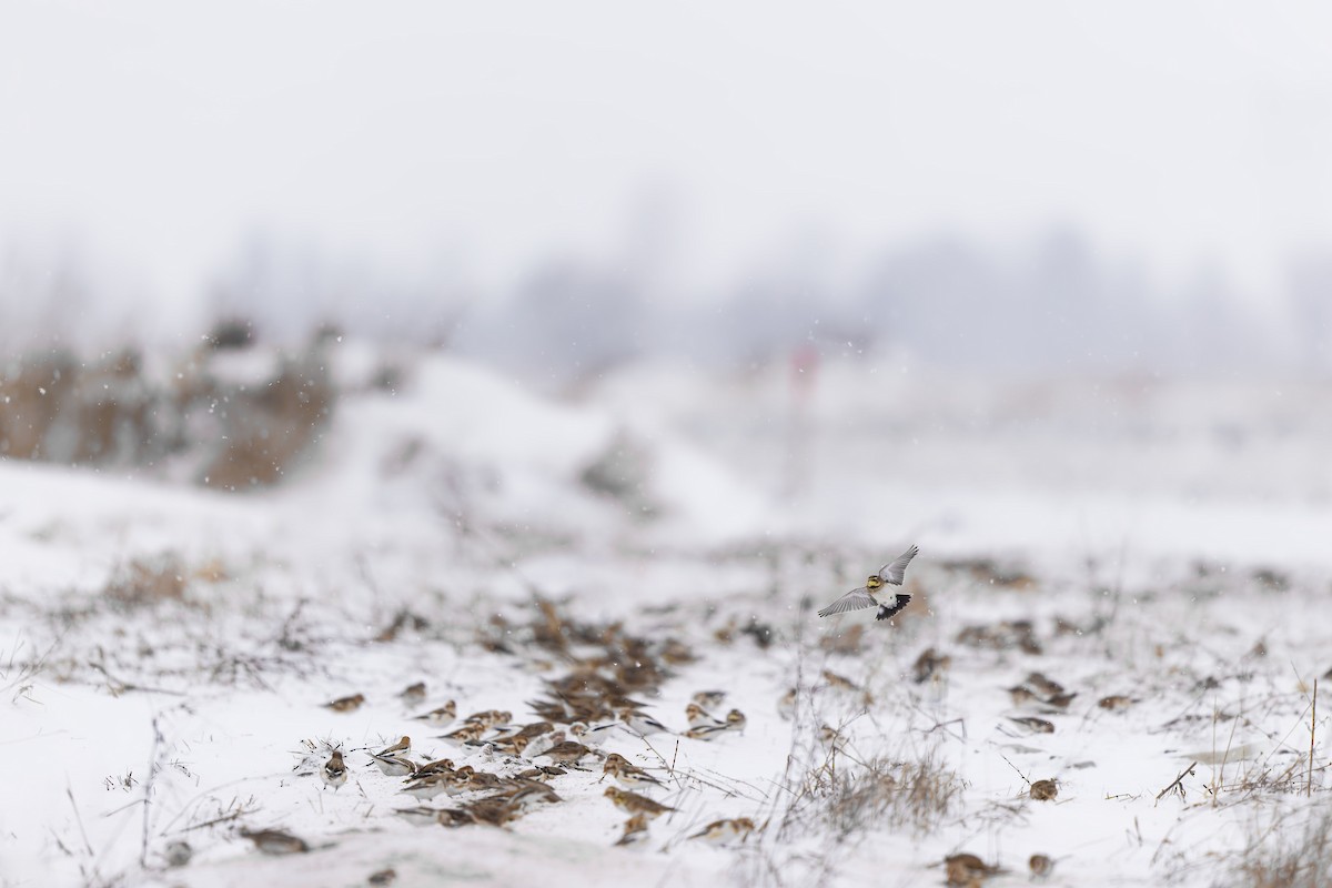 skřivan ouškatý - ML646874718