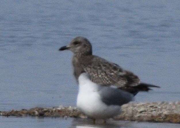 American Herring Gull - ML646874719