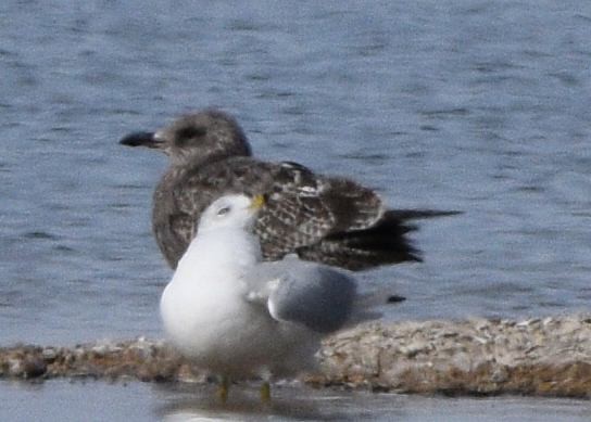American Herring Gull - ML646874720