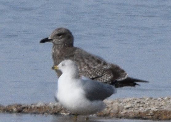 American Herring Gull - ML646874721