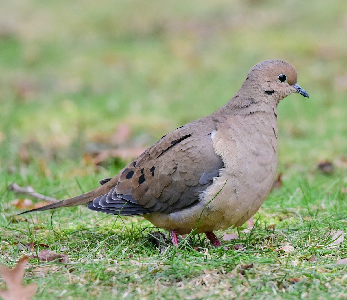 Mourning Dove - ML646874724