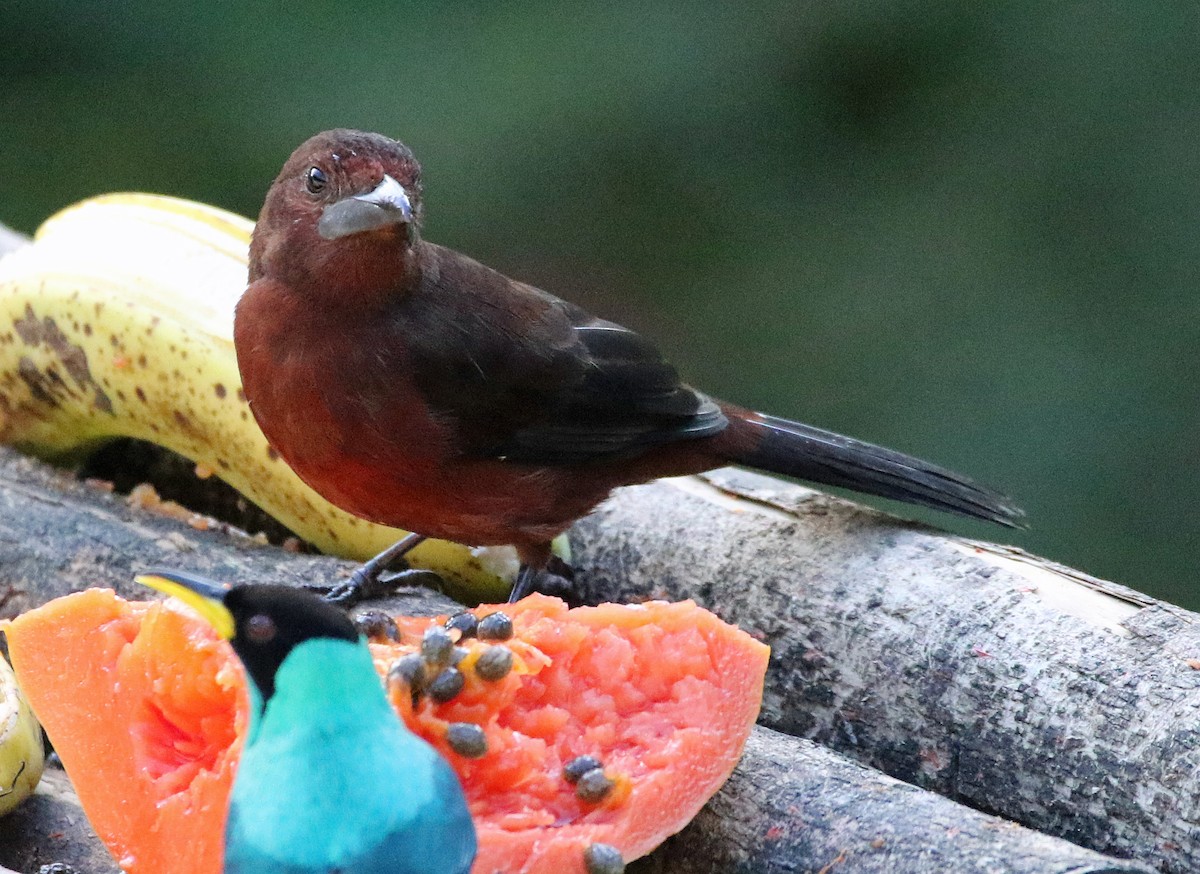 Silver-beaked Tanager - ML646874725