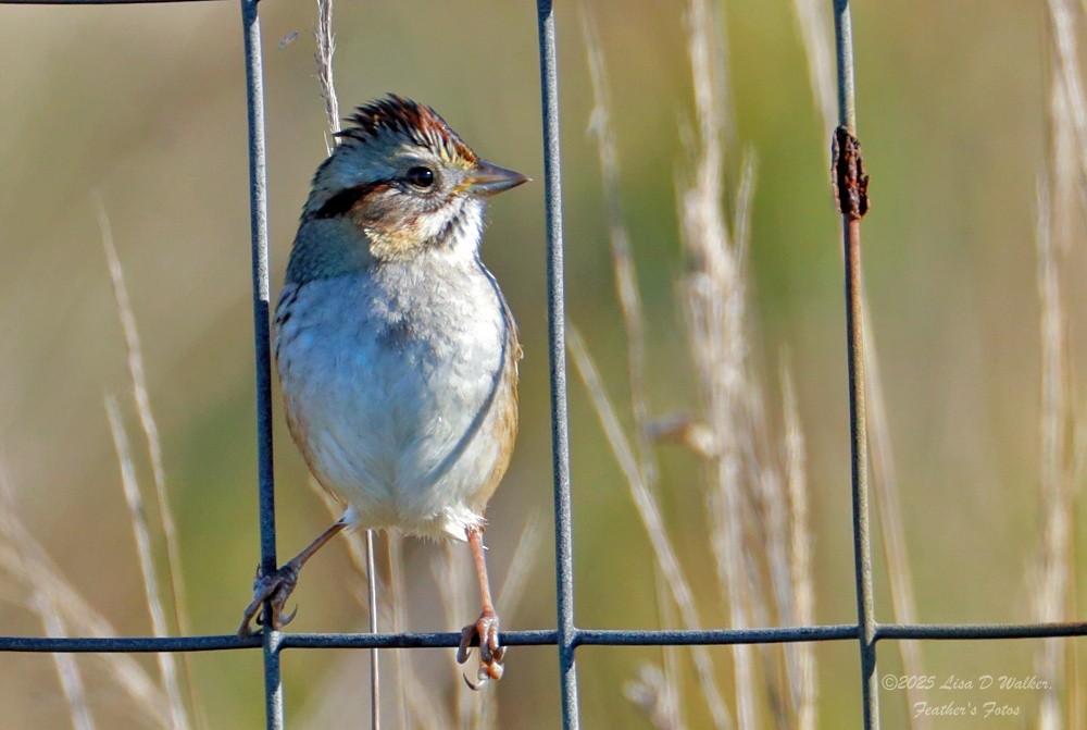 Swamp Sparrow - ML646874727