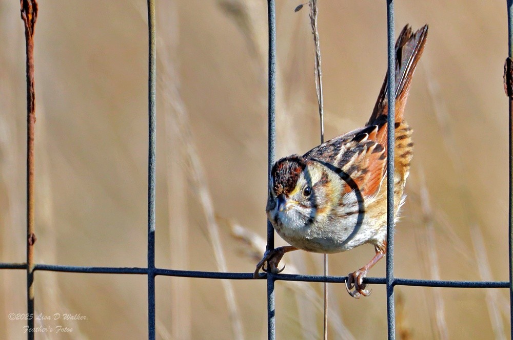 Swamp Sparrow - ML646874728