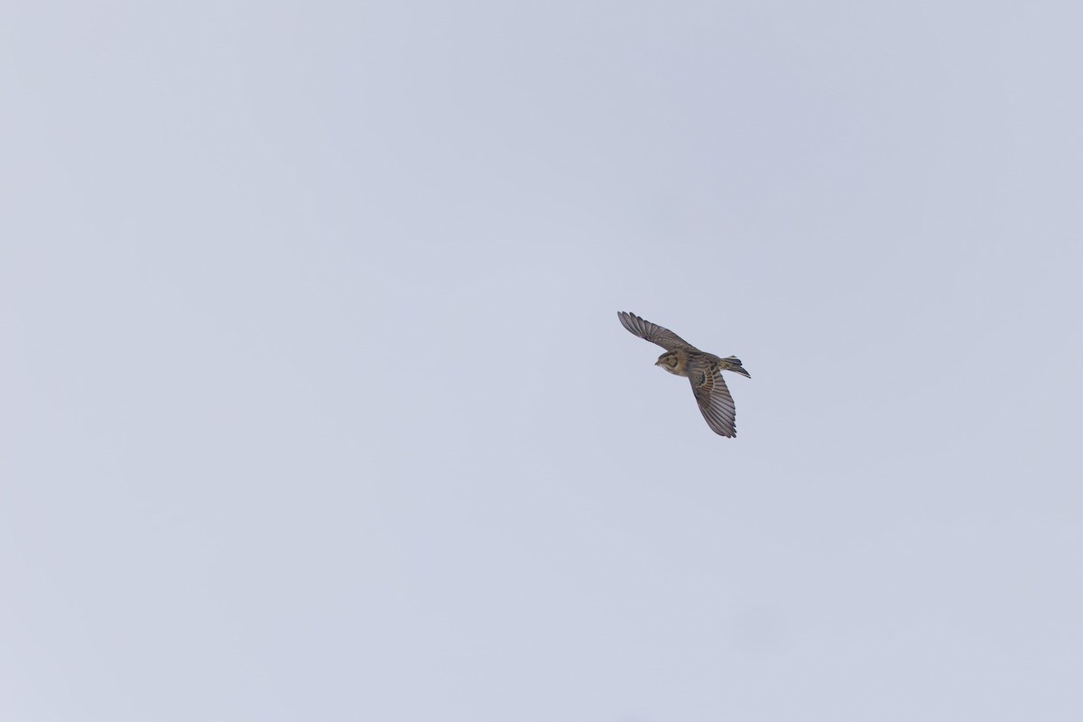 ostružka severní - ML646874732