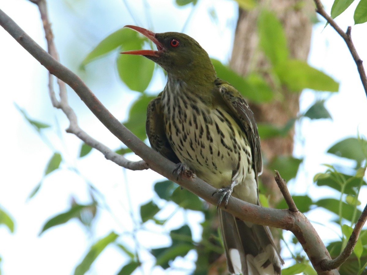 žluva olivovohřbetá - ML646874733