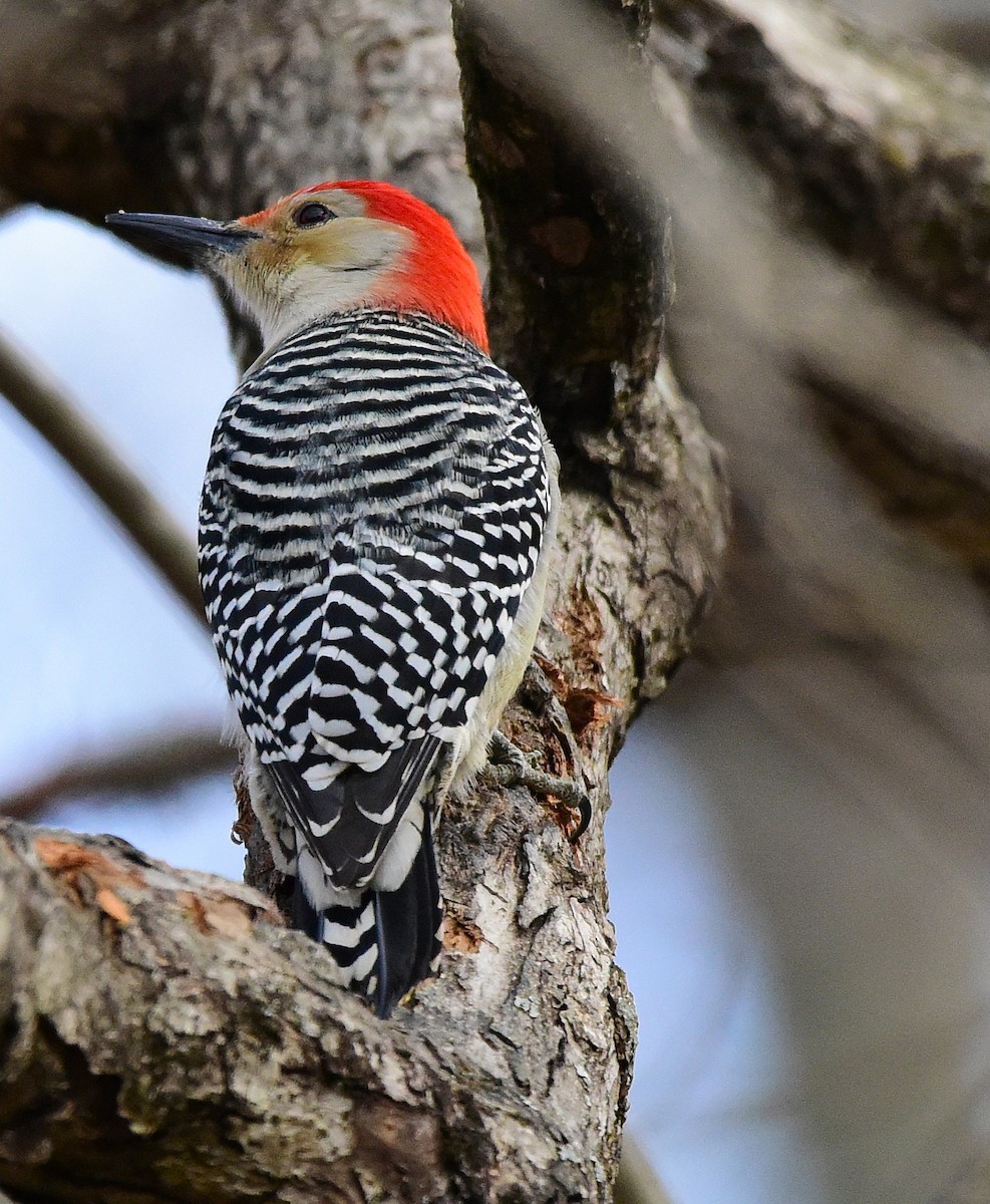 Red-bellied Woodpecker - ML646874734