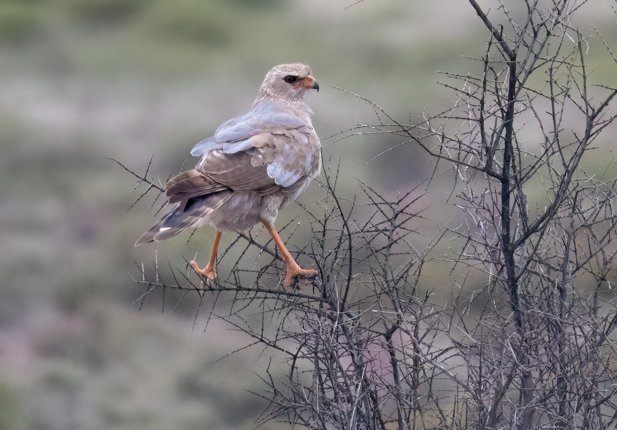 Pale Chanting-Goshawk - ML646874740