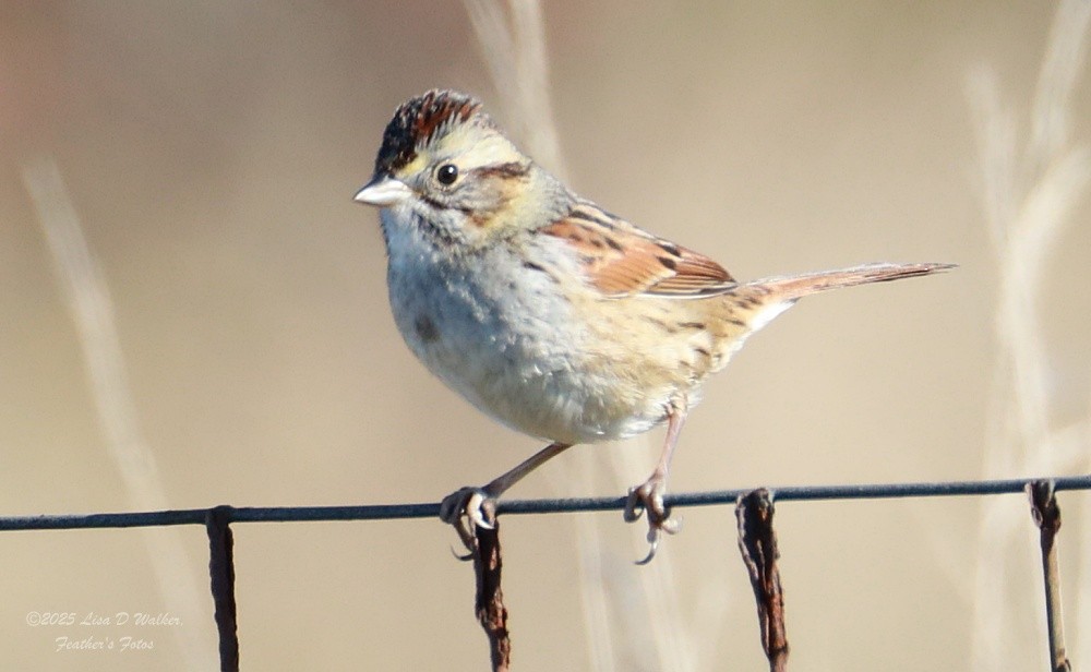 Swamp Sparrow - ML646874741