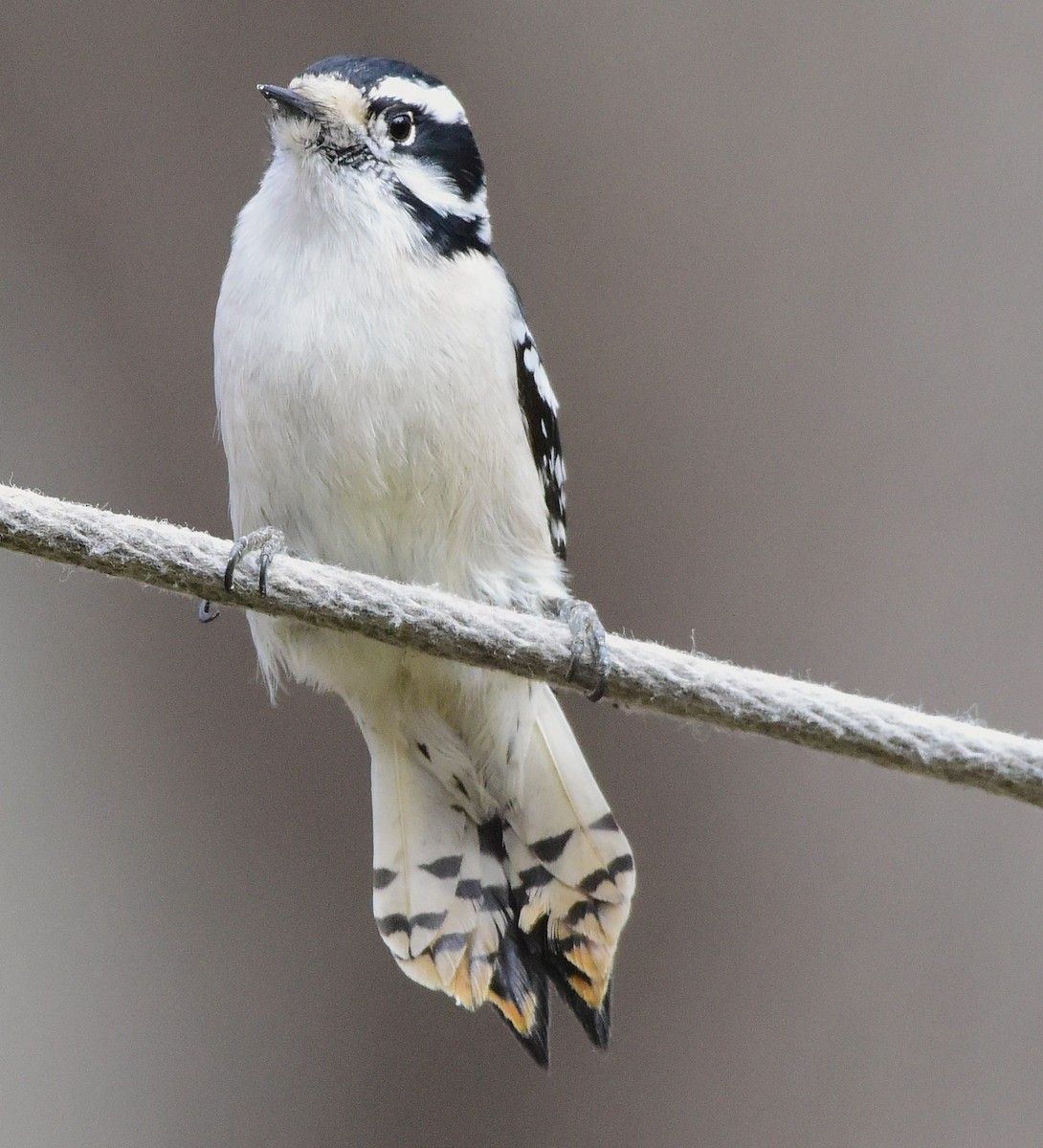 Downy Woodpecker - ML646874743