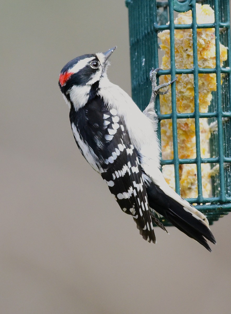 Downy Woodpecker - ML646874744