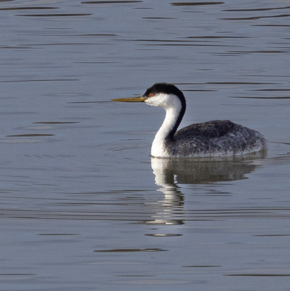 Западная поганка - ML646874748