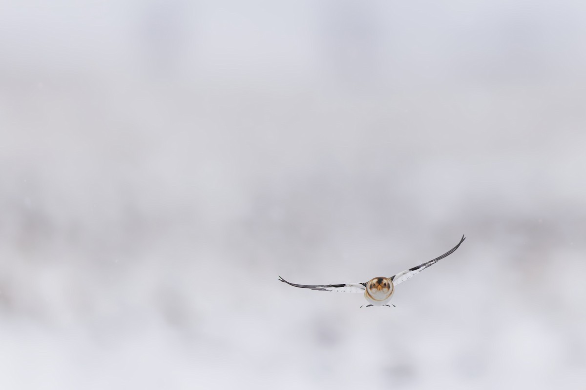 sněhule severní - ML646874752