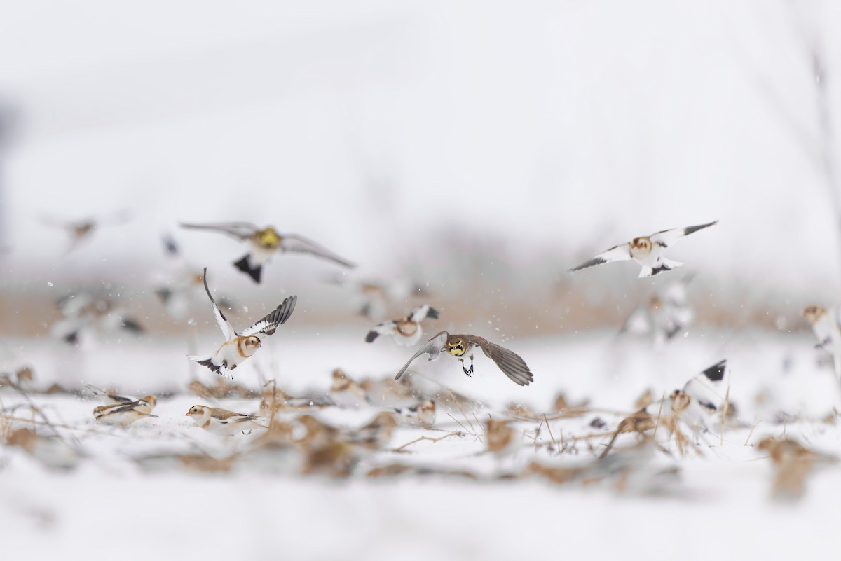 sněhule severní - ML646874753