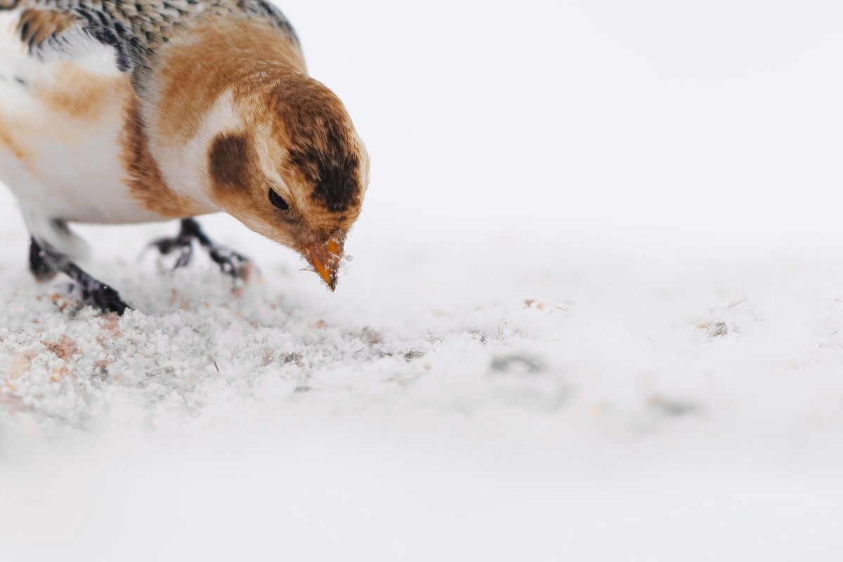 sněhule severní - ML646874754