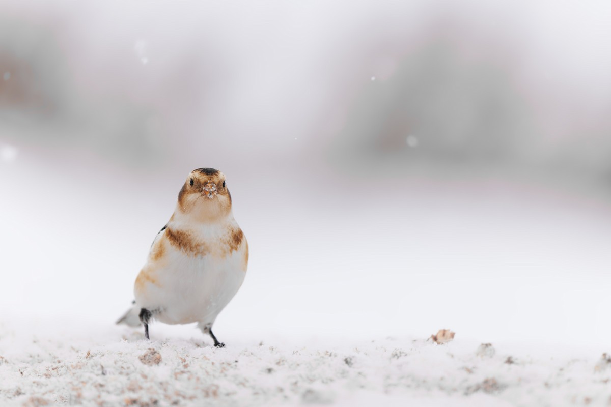 sněhule severní - ML646874755