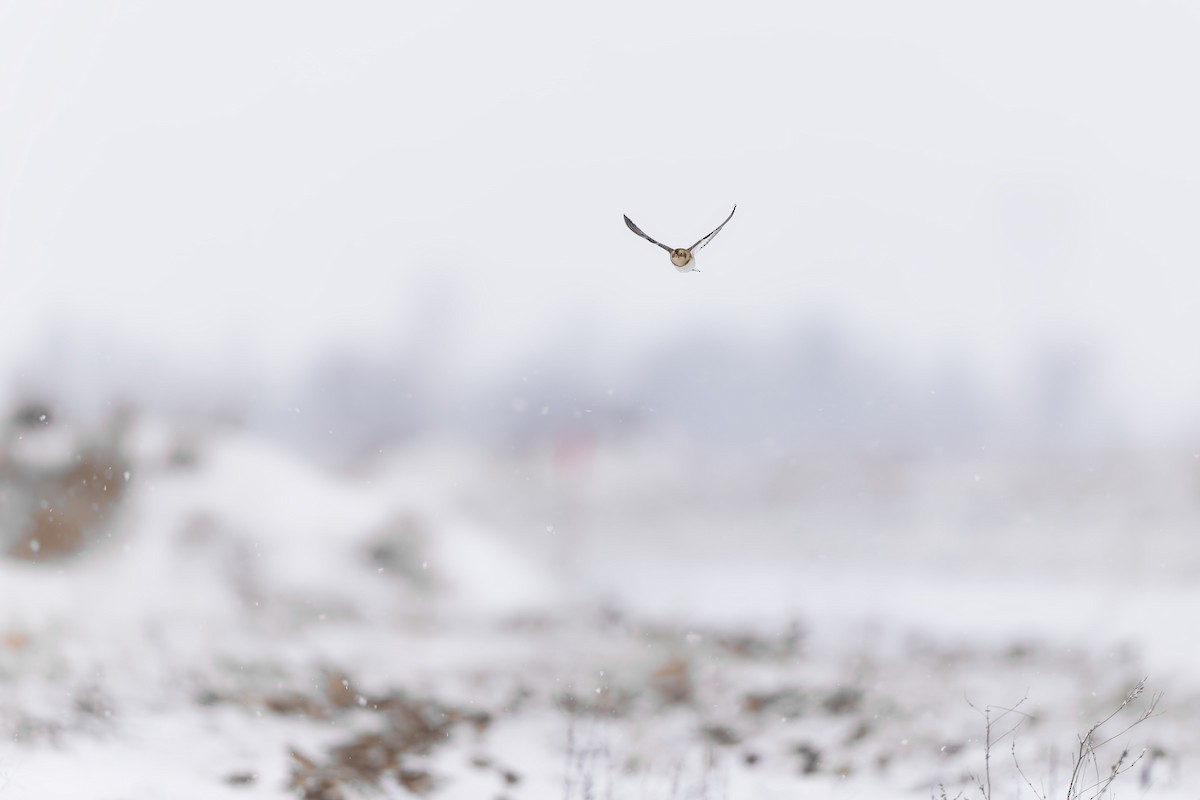 sněhule severní - ML646874756