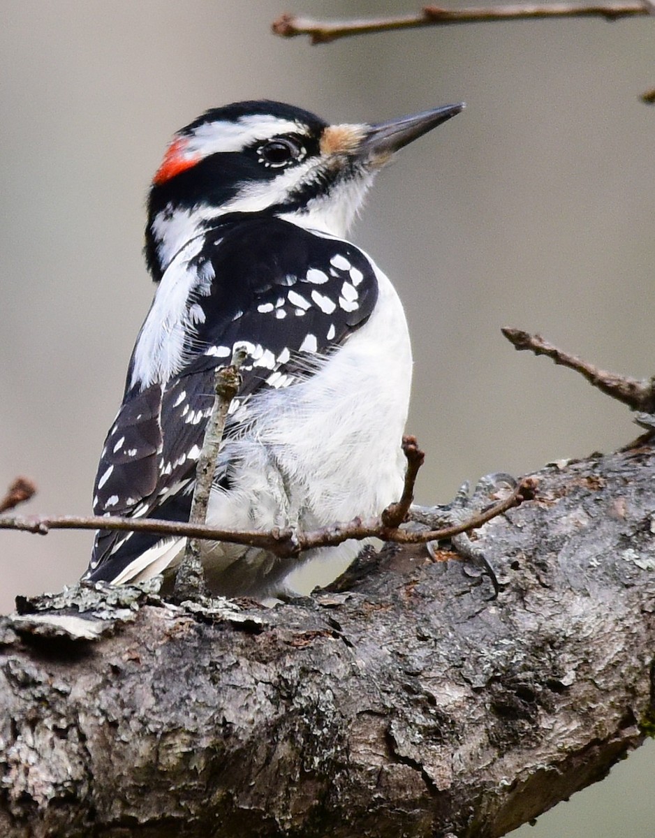 Hairy Woodpecker - ML646874760