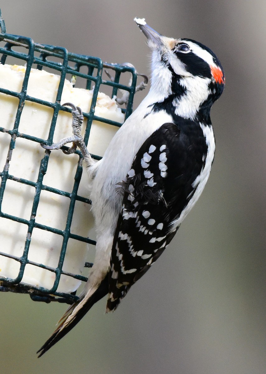 Hairy Woodpecker - ML646874761