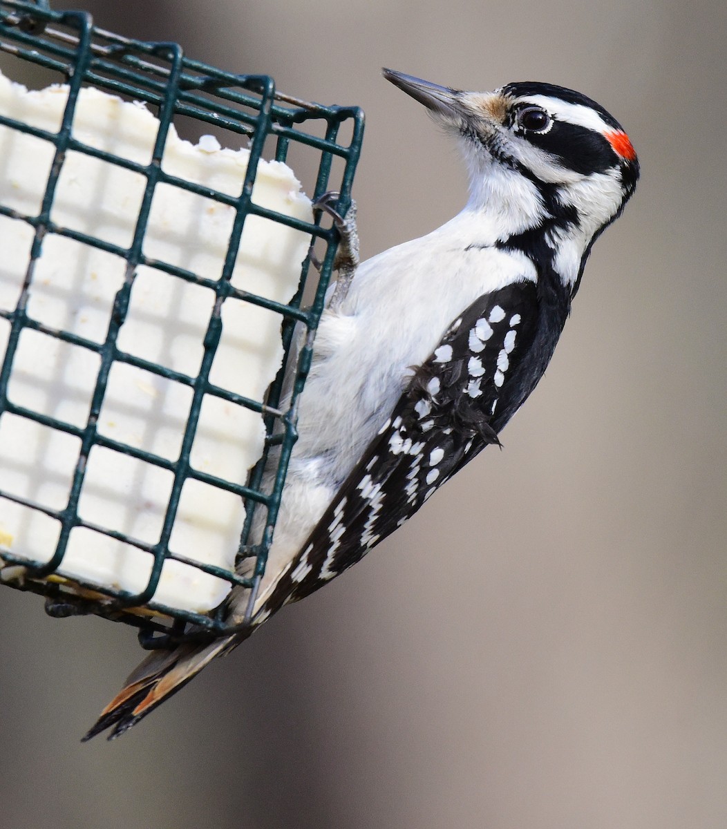 Hairy Woodpecker - ML646874762