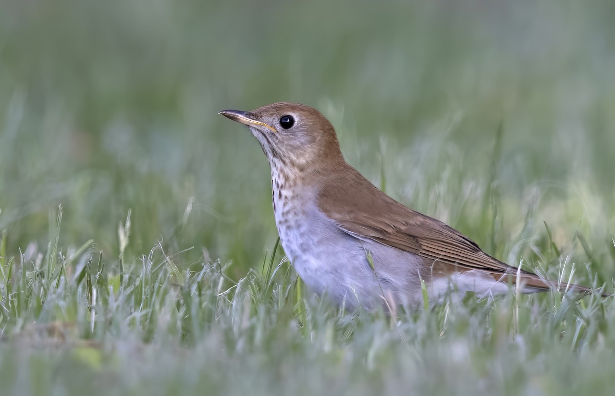 Дрізд-короткодзьоб бурий - ML646874763