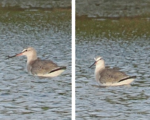 鶴鷸 - ML646874764