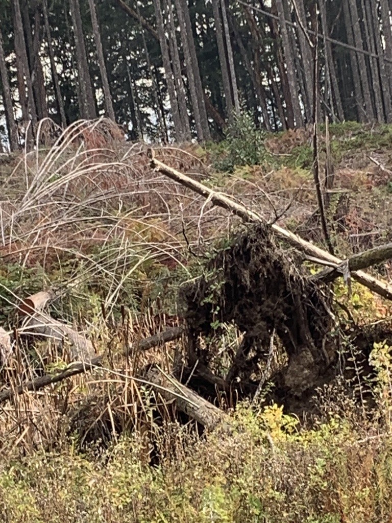 Northern Pygmy-Owl - ML646874765