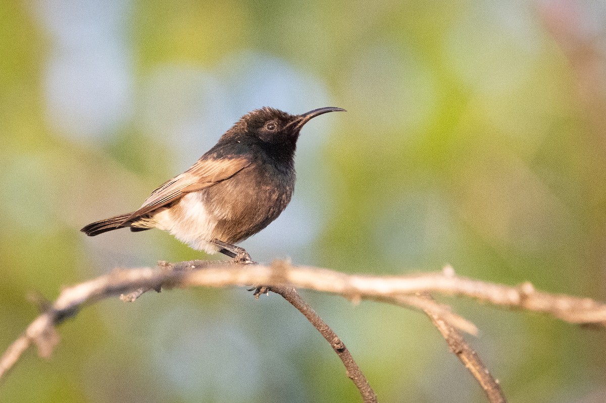 Dusky Sunbird - ML646874766