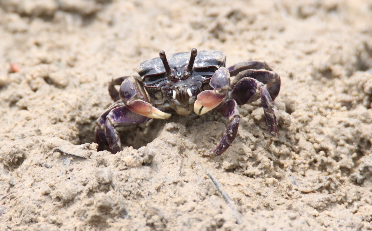 Crustaceans - ML646874768