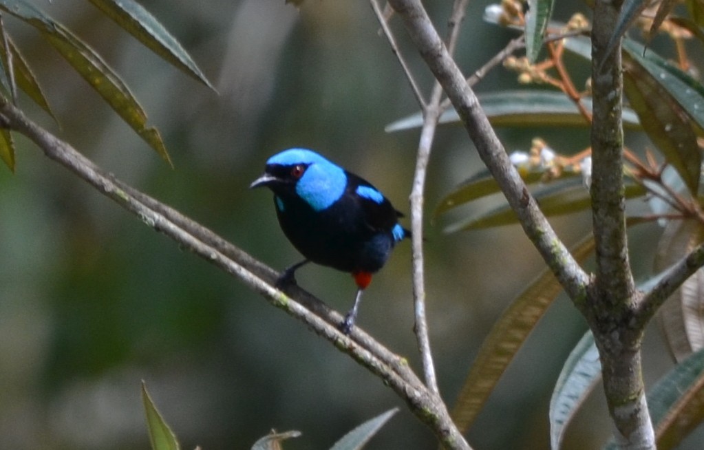 Scarlet-thighed Dacnis - ML646874770