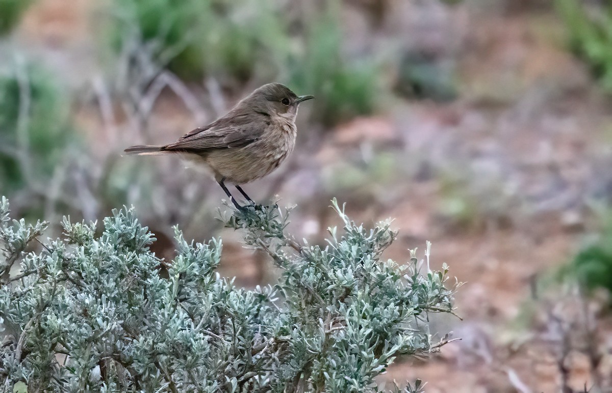 Buztanbeltz ipurgorria - ML646874772