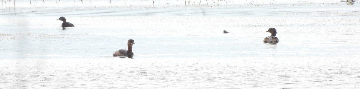 Least Grebe - ML646874776