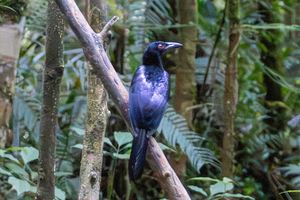 manucode sp. - ML646874777