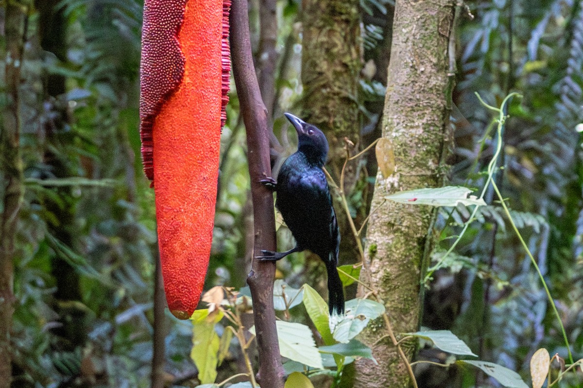 manucode sp. - ML646874778