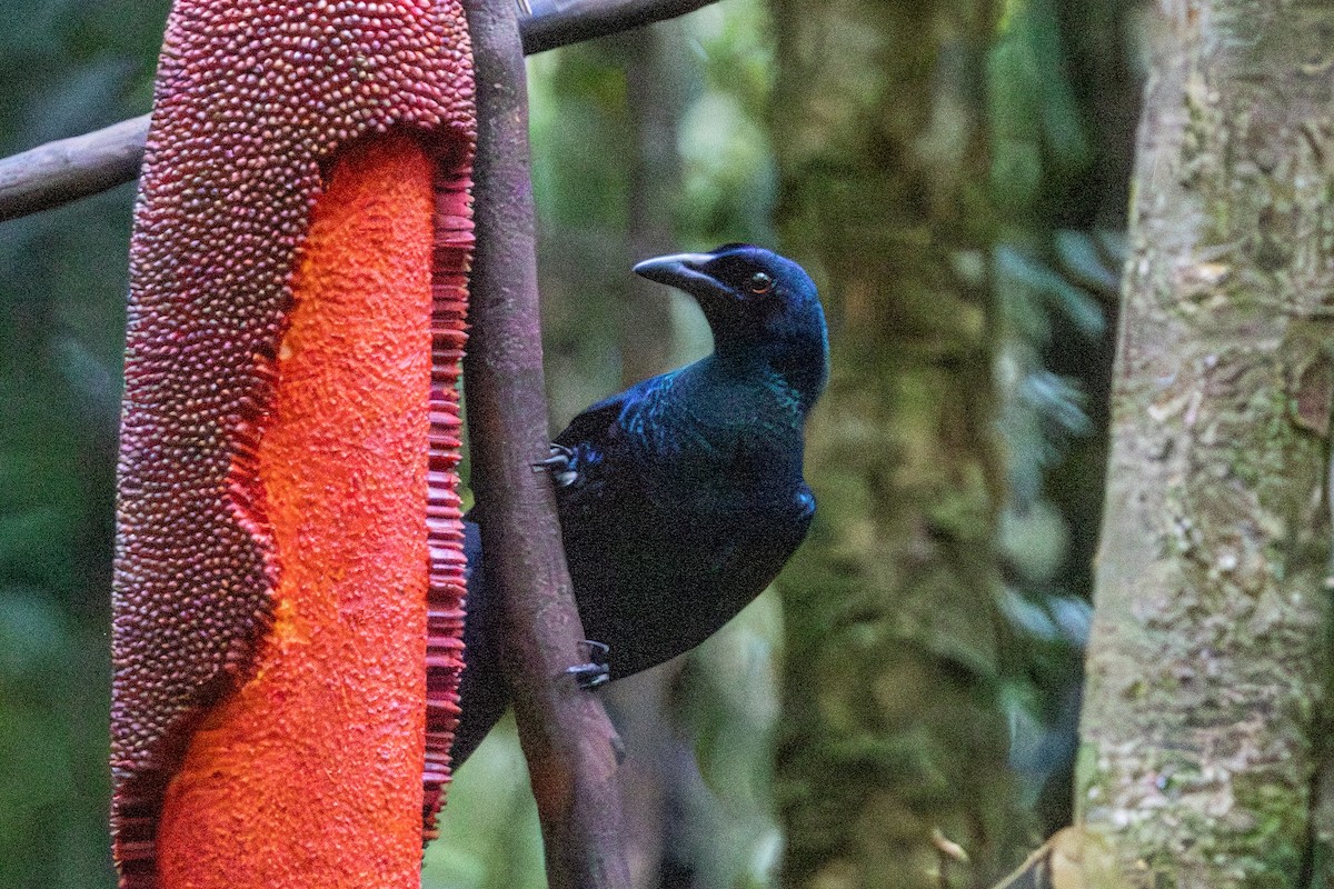 manucode sp. - ML646874779