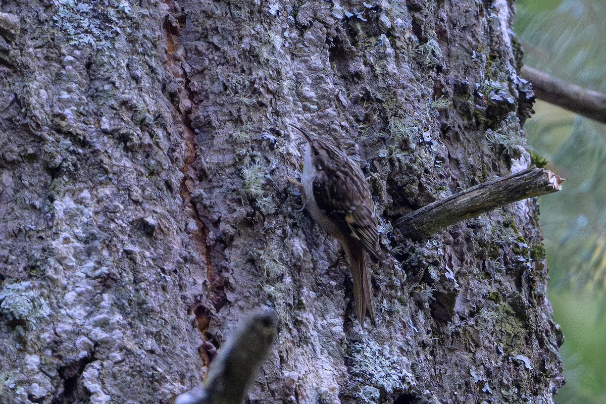 Gerri-txori amerikarra - ML646874794