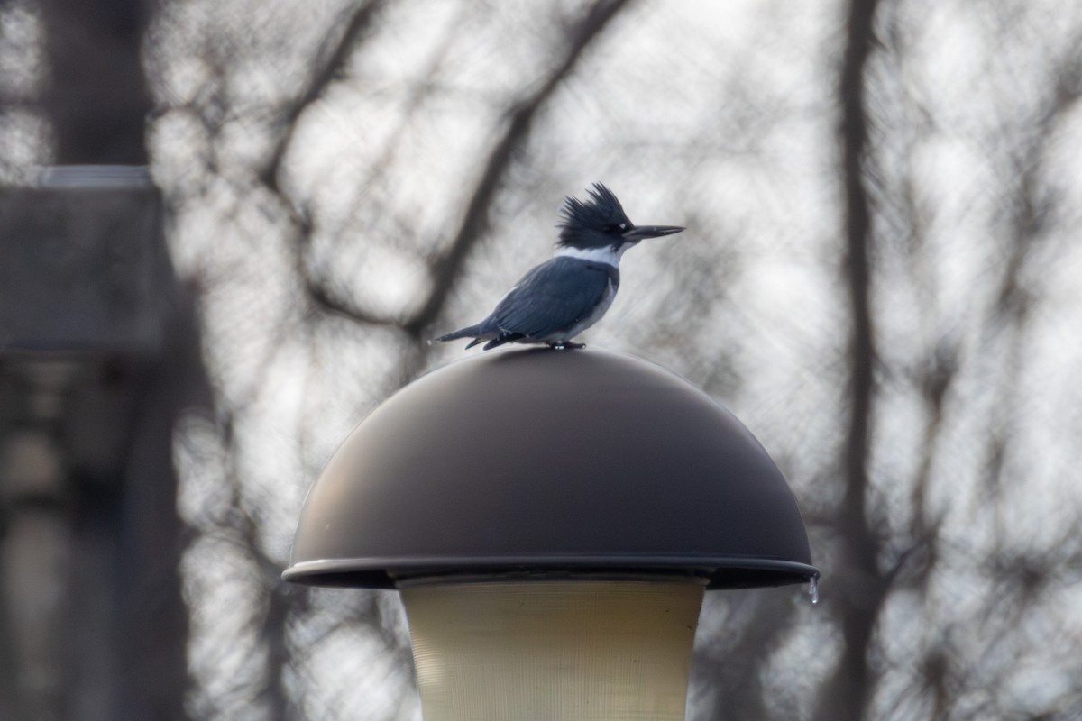 rybařík pruhoprsý - ML646874796