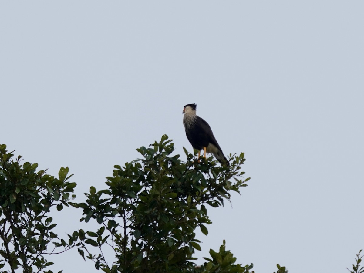Crested Caracara - ML646874797