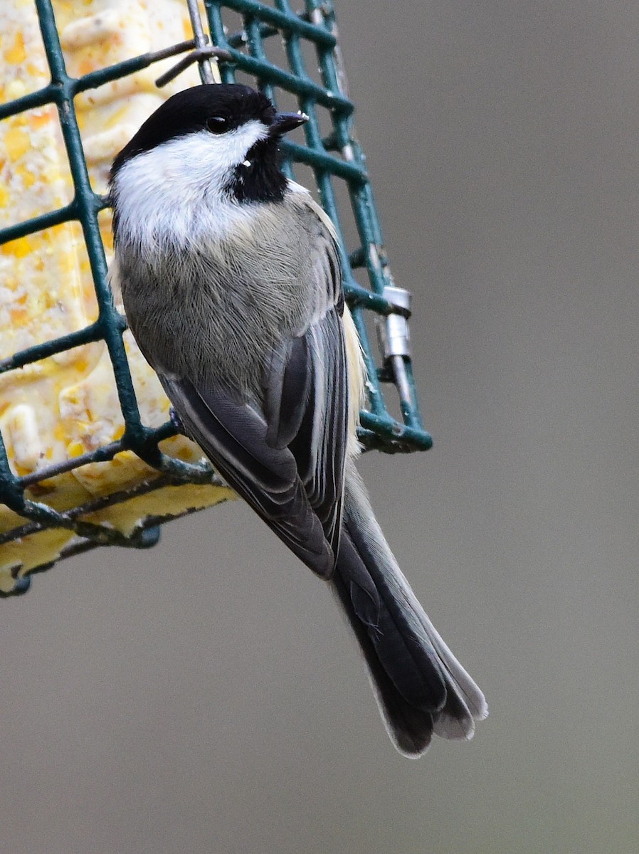 Black-capped Chickadee - ML646874799