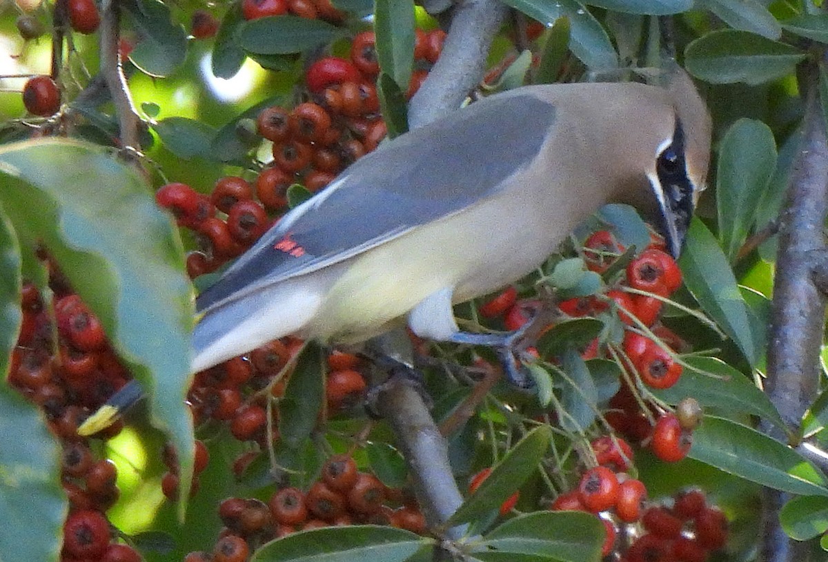 ヒメレンジャク - ML646874802