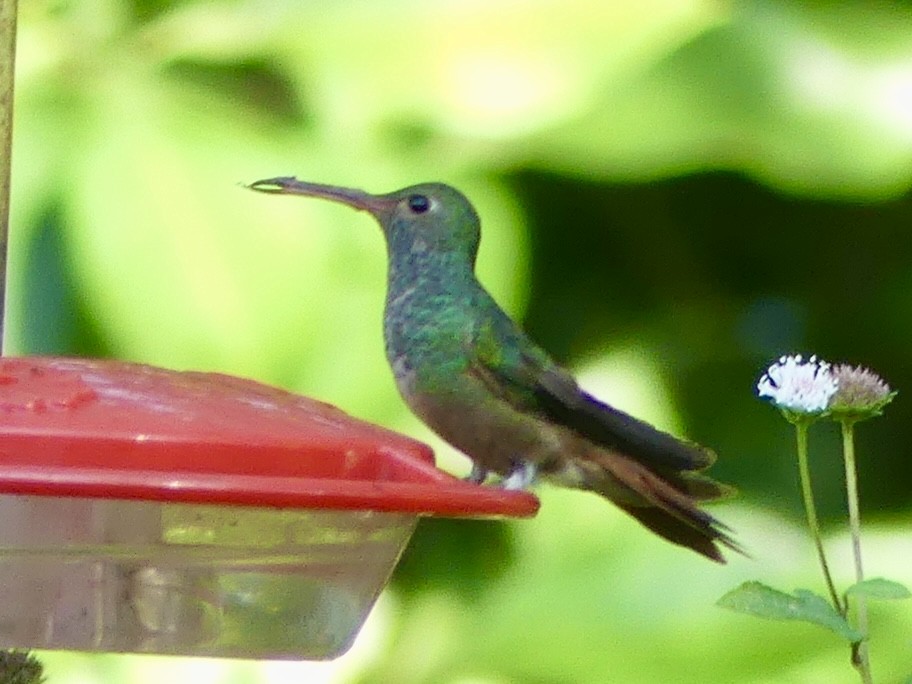 Buff-bellied Hummingbird - ML646874809