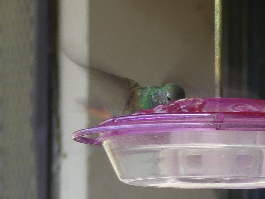 Buff-bellied Hummingbird - ML646874810