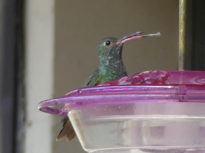 Buff-bellied Hummingbird - ML646874811